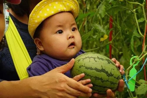 吃瓜抓金子,揭秘瓜田里的财富秘密