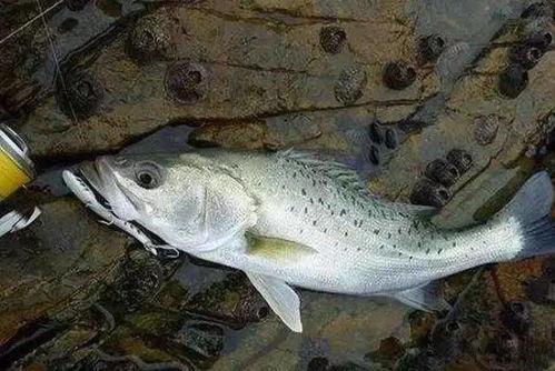 jf路亚吃瓜,揭秘网络红人吃瓜背后的故事