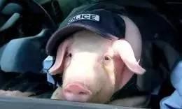 猪牛吃瓜,田园生活中的和谐趣事