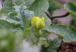 座瓜灵授粉瓜可以吃吗,安全可食用，探索新型瓜类种植技术