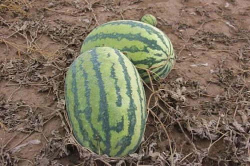 蓬莱镇吃瓜,瓜香四溢，品味田园生活新风尚