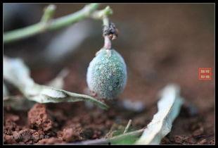 愣娃吃瓜,揭秘娱乐圈那些不为人知的幕后故事