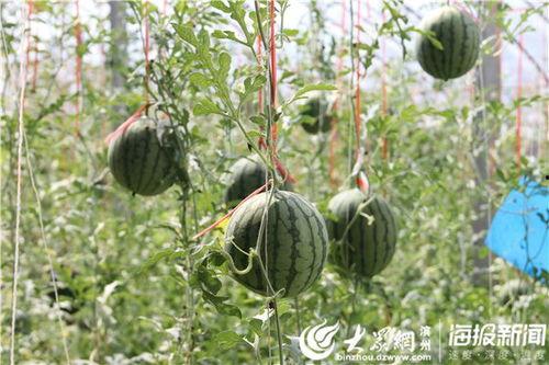 浪山吃瓜视频,揭秘网红视频背后的故事与魅力