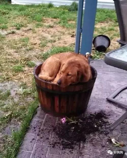 狗吃瓜群众视频,趣味横生的短视频解析