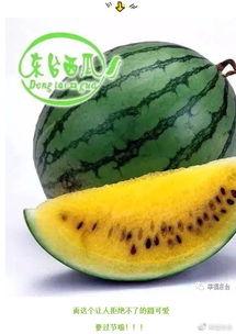 全球吃瓜美国,揭秘美国社会现象背后的真相